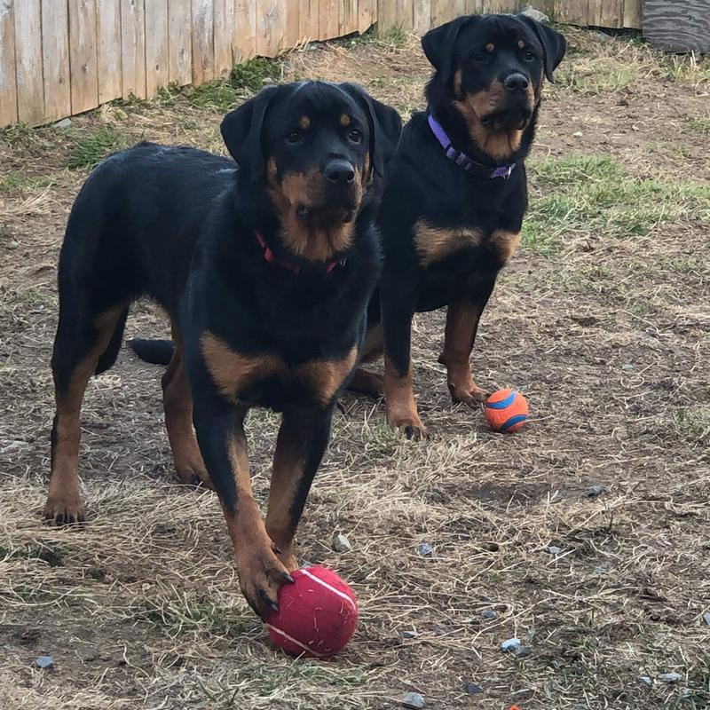 Photo - commentaire 1.