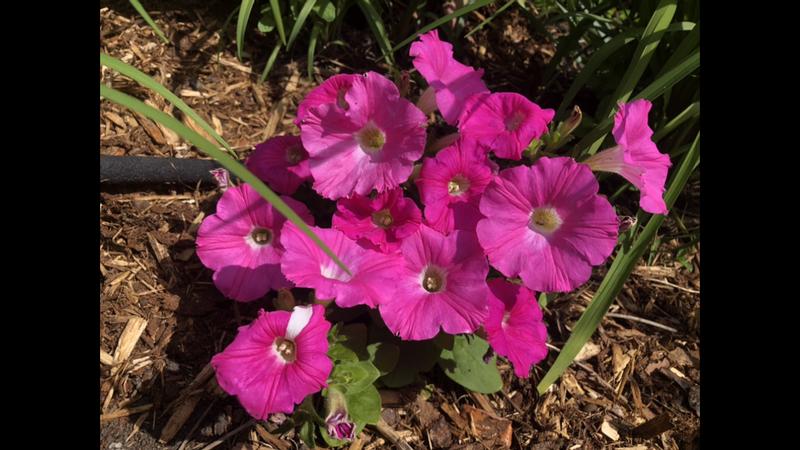Young petunia after fed with rubicon liquid seaweed