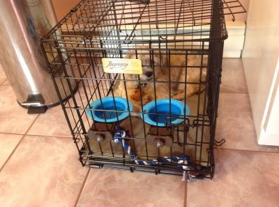 Cesar Millan Kennel Cups