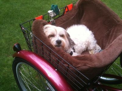 Jake loves the large basket!