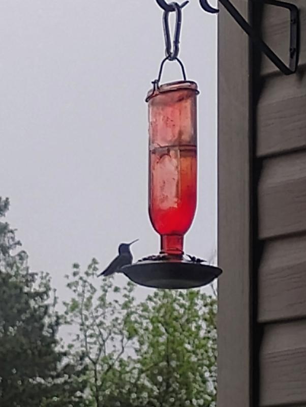 Hummingbird