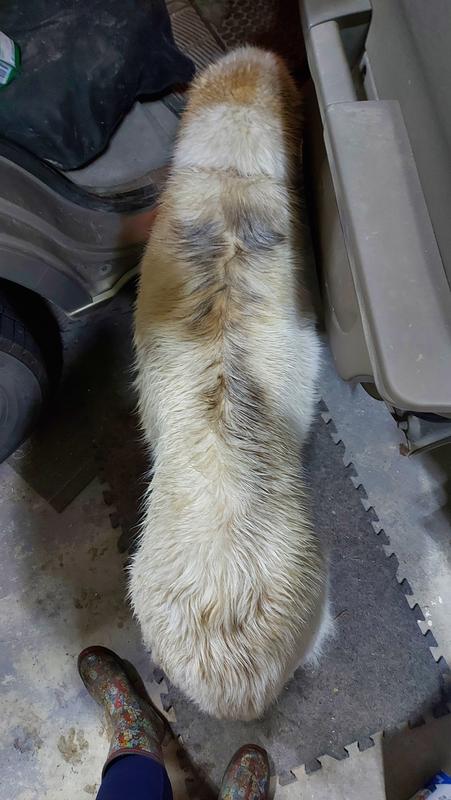 Due to the ouly nature of the drops it does attract dirt. My dogs like lying in dirt and rolling, rubbing