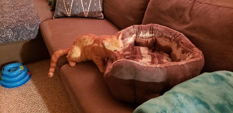 Ginger kitten excited about squirrel toy.