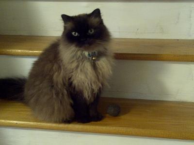 Fez with his catnip ball.