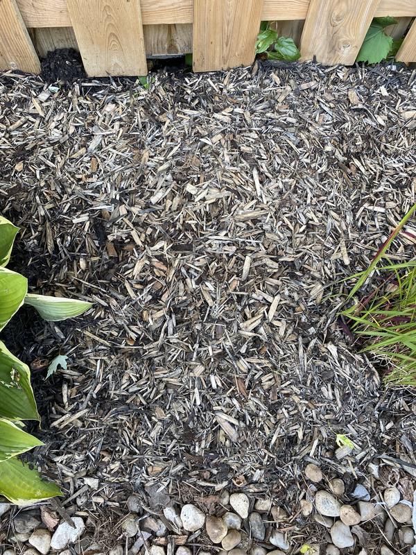 Black mulch after one rainfall