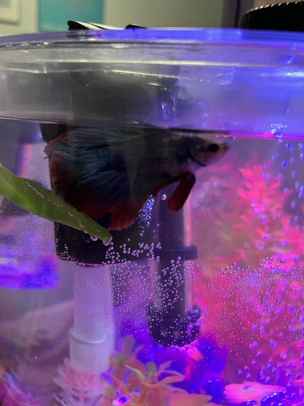 Photo - commentaire 3.