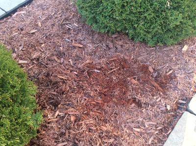 3 day old mulch