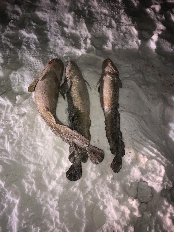 Burbot trip 2