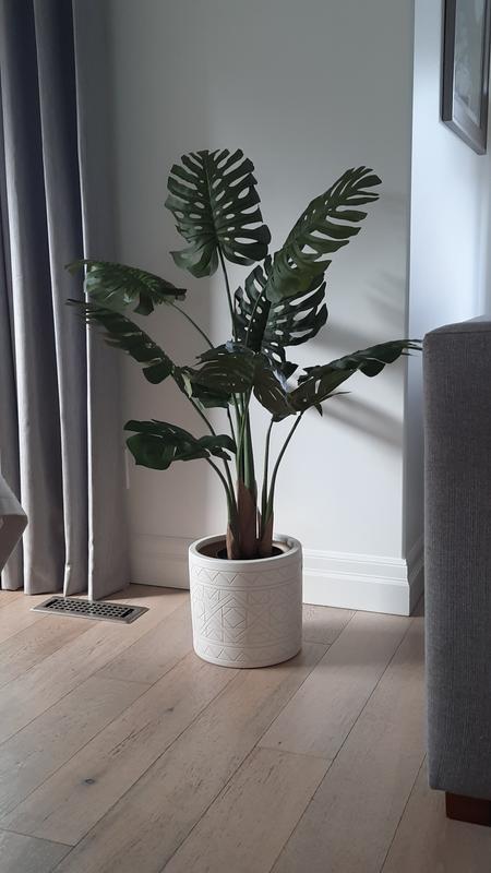 Split leaf philodendron spread & twisted