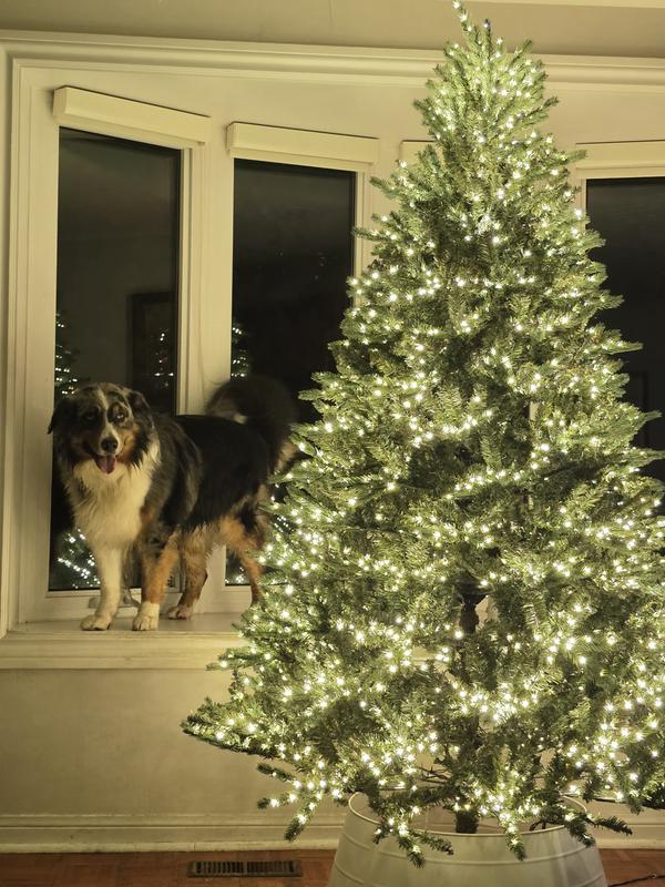 Photo - commentaire 2.