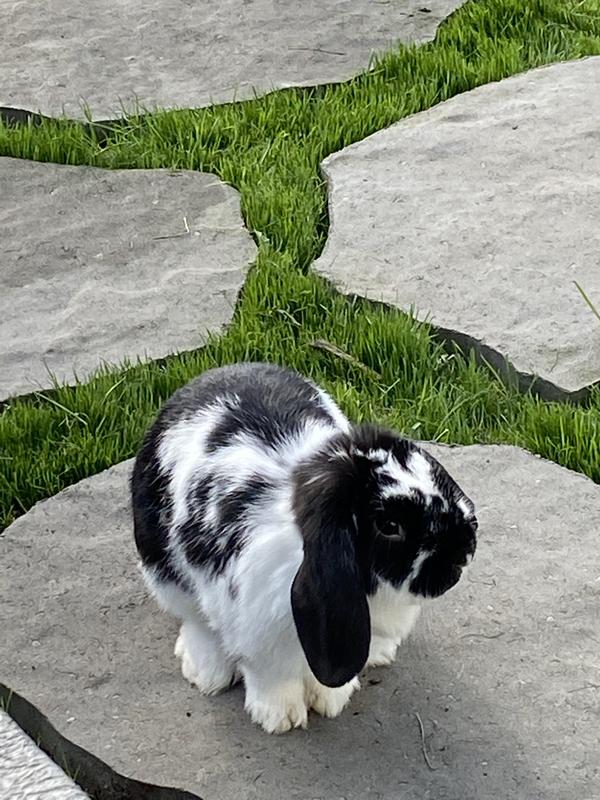 Stands up Tough to my 5 Fur-Babies! (4 Dogs & 1 Bunny)