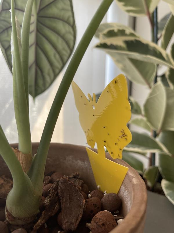 Fungus Gnats on Sticky Trap