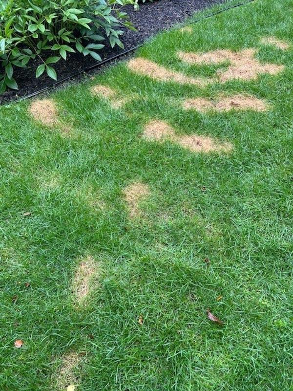 Photo - commentaire 2.