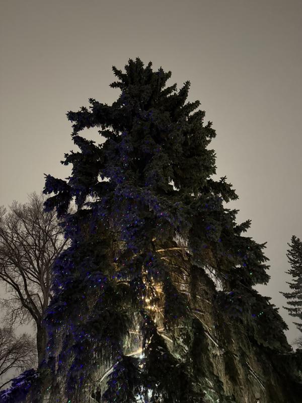 Laser light shining on tree.