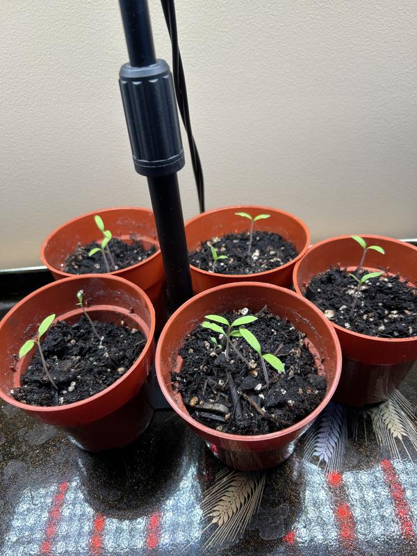 Photo - commentaire&nbsp;2.