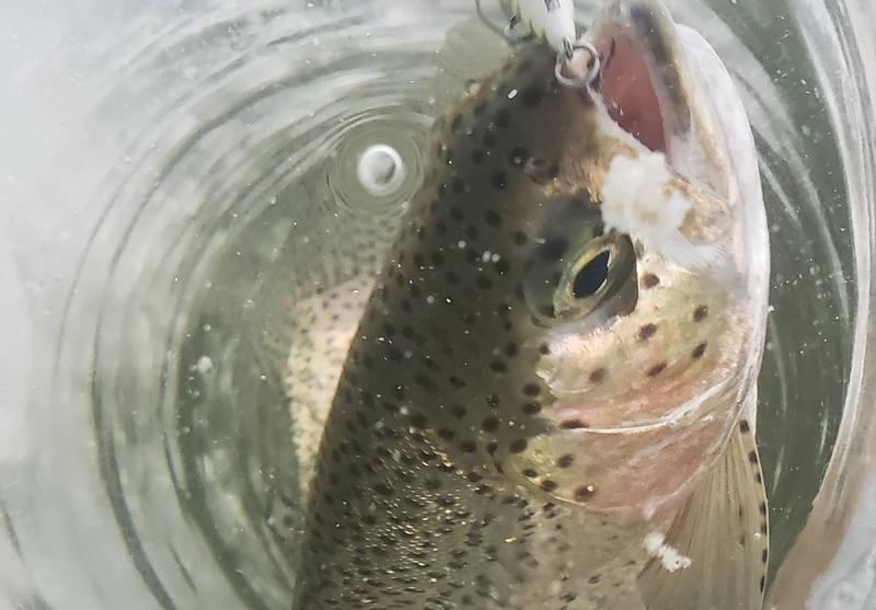 Photo - commentaire 1.