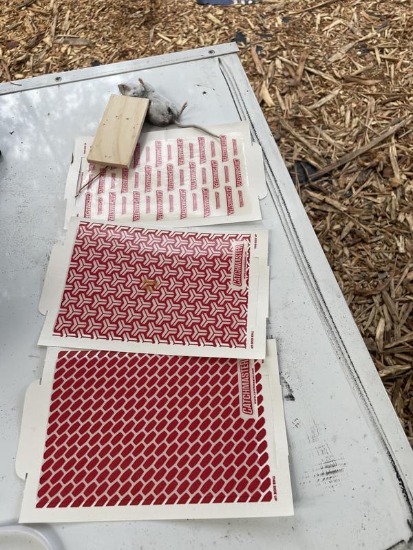 Photo - commentaire&nbsp;4.