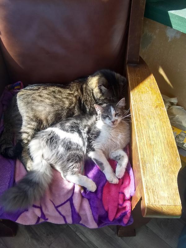 Relaxin' in their new chair.