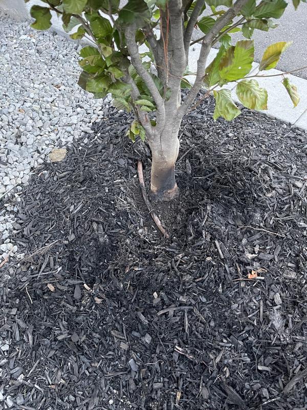 Photo - commentaire 1.