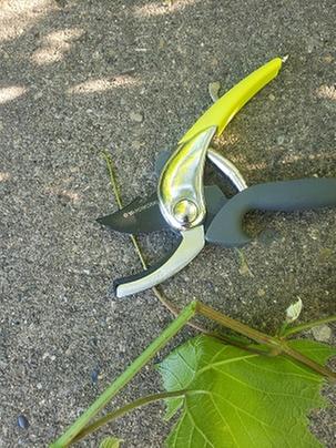 Shears cannot cut a tender stem right through. The cut if rough and could lead to disease entering the plant.