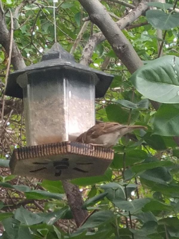I have many Sparrows