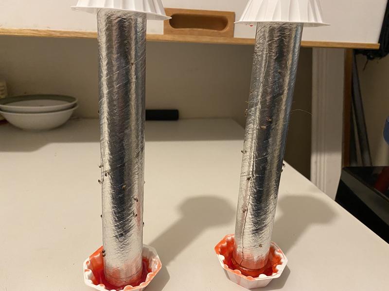 Fruit Flies all trapped