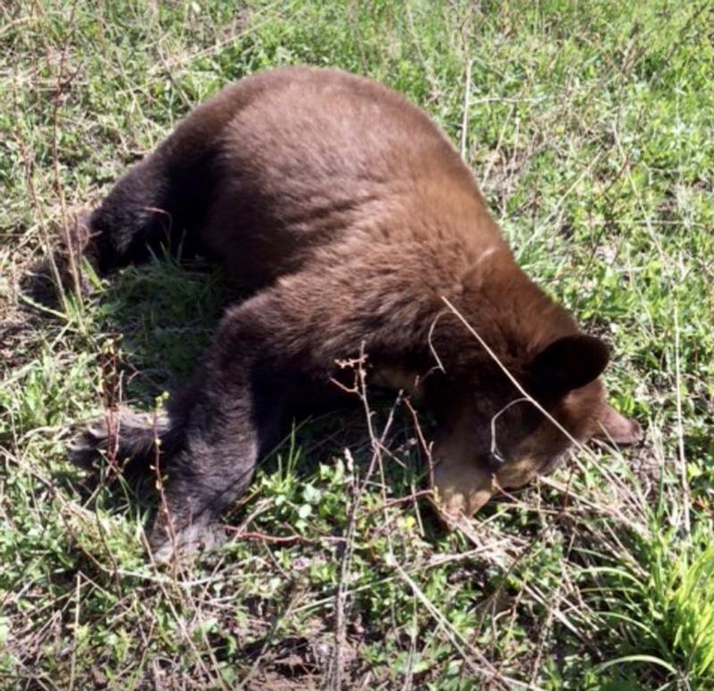 Photo - commentaire 5.