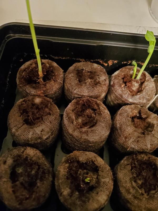 Photo - commentaire&nbsp;2.