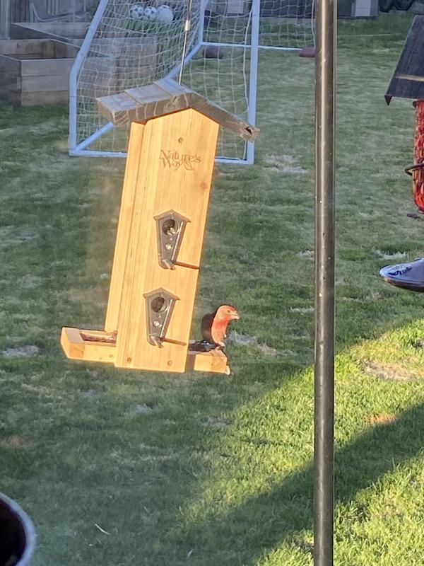 Sweet male purple finch!