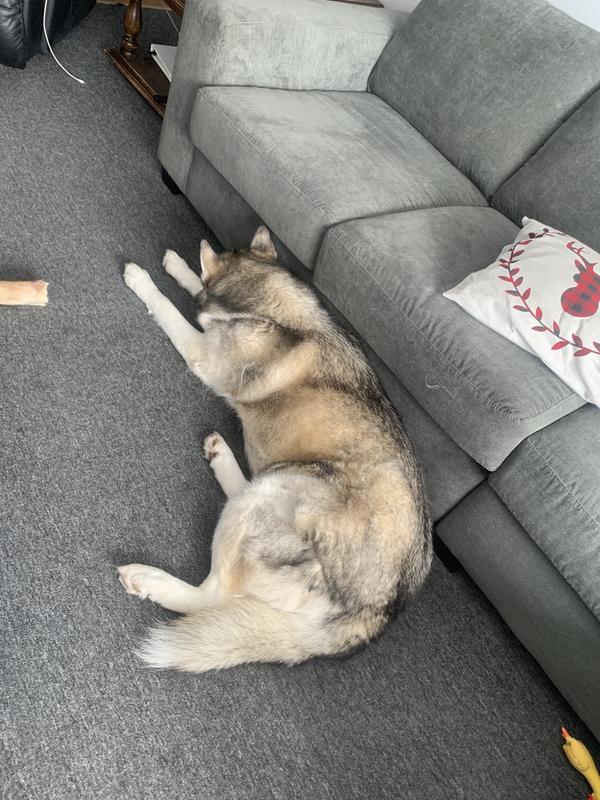 The Huskies