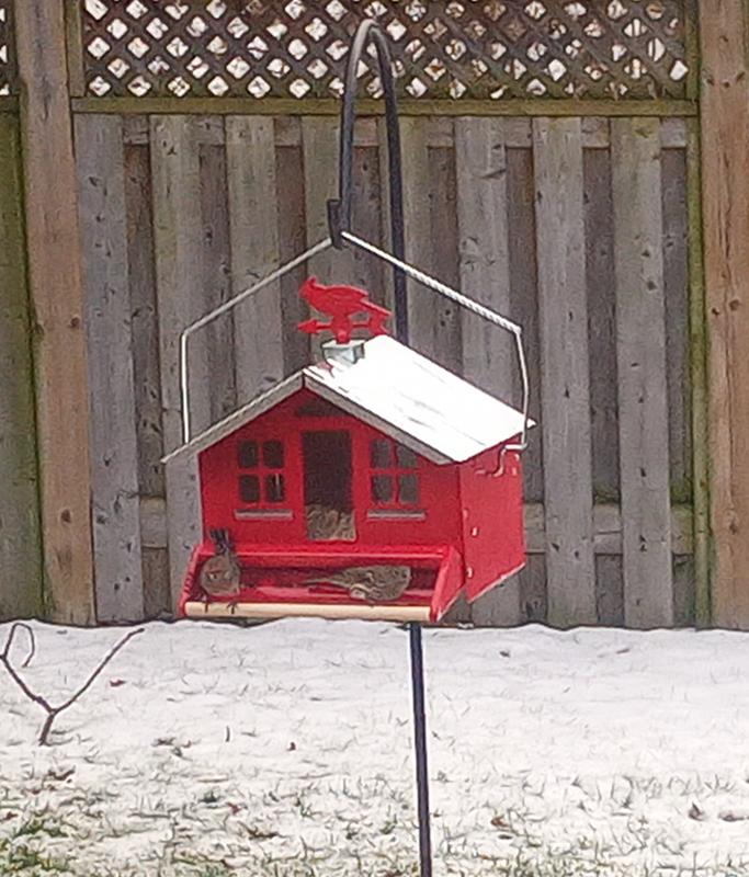 Bird wars at the feeder