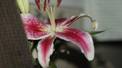 don't expect perfect size and colours right away bit it is far easoer than some (orchids!!!)