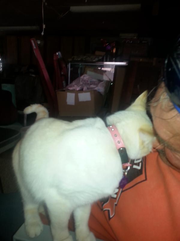 my two little well loved buddies that love your product Whiskas dry  tuna   favored  food for cats