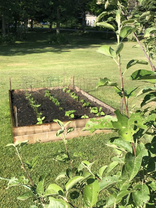 Damaged apple tree, but no more caterpillars now