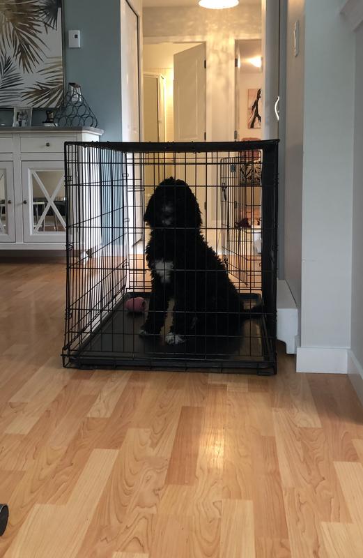 Large dog sales kennel canadian tire