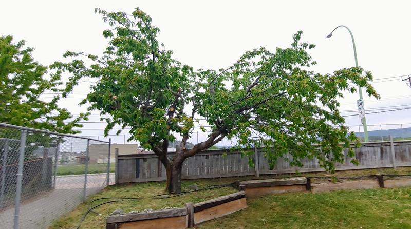 Crazy tall wild grasses easily taken down under cherry tree