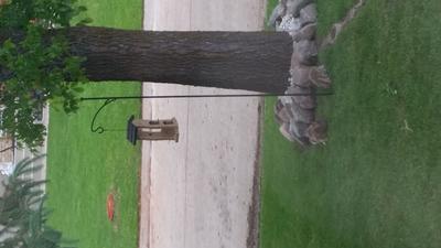 Rabbits like the bird feeder