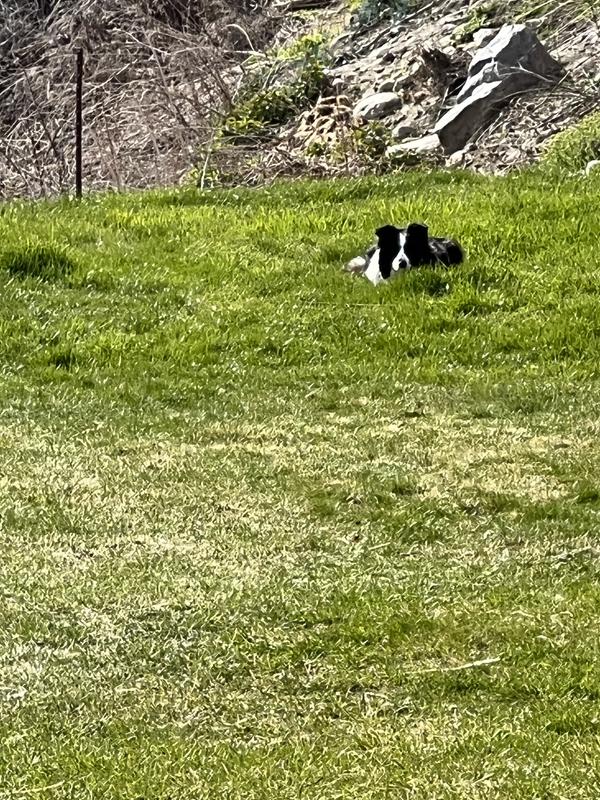 Out playing ball with new chuck it.