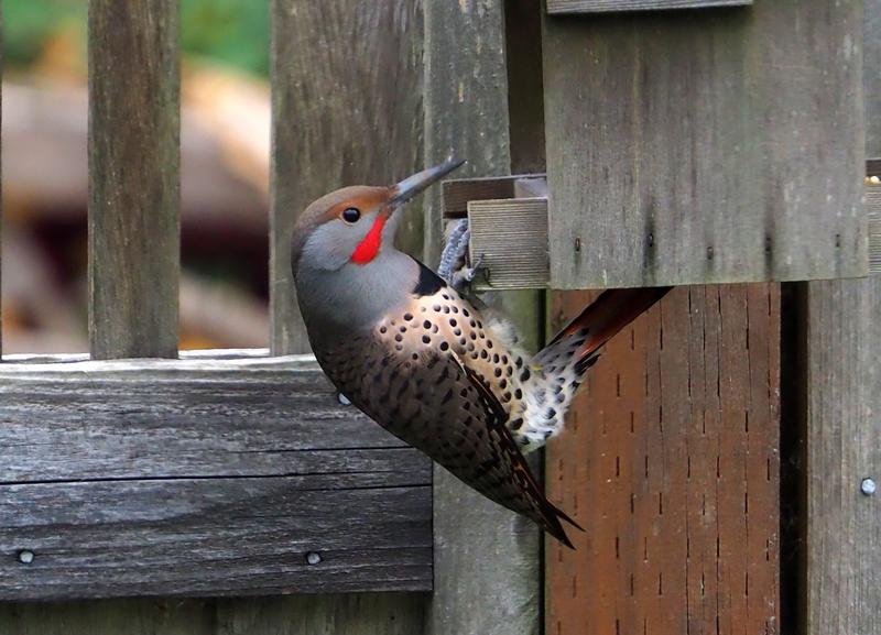 Red-Shafted Flicker