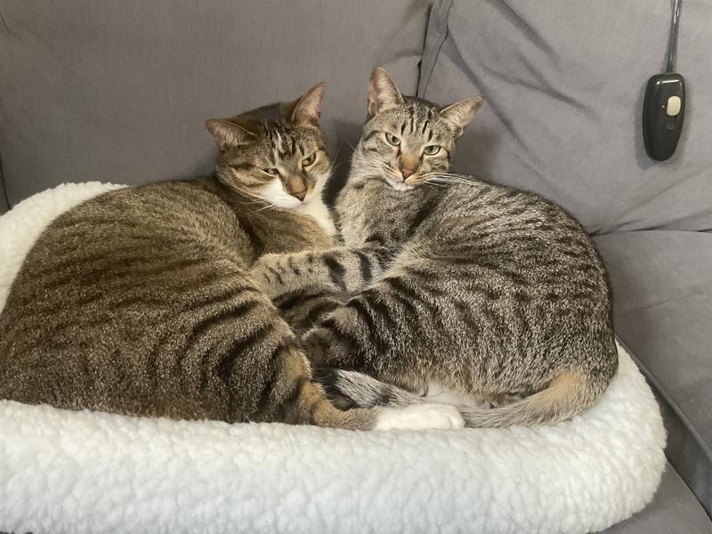 Photo - commentaire 2.