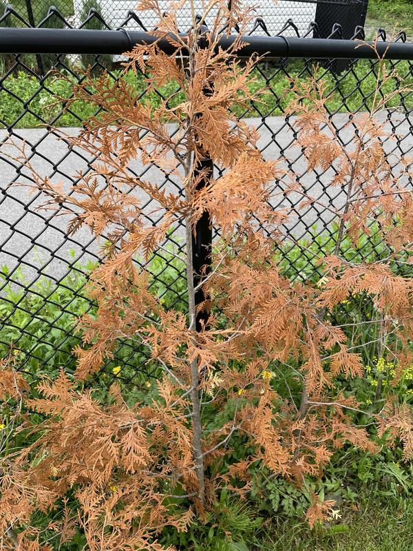 My tree after applying!!