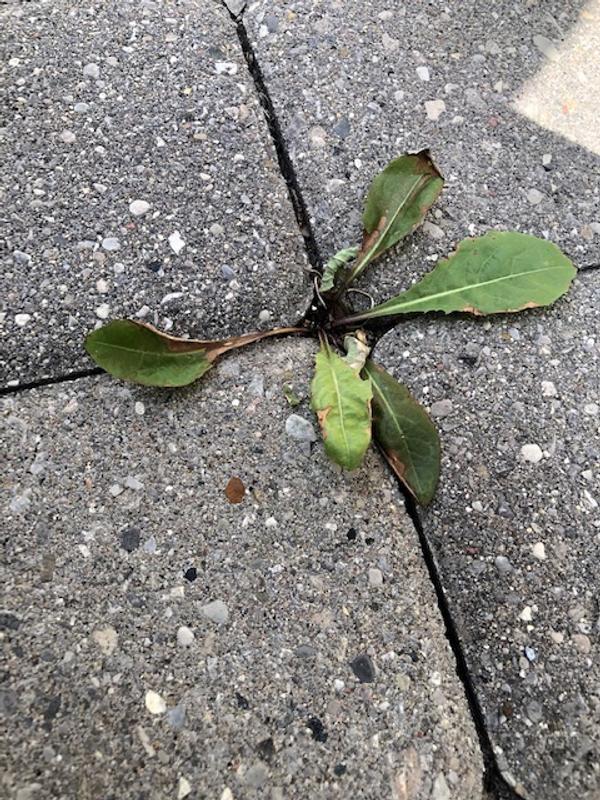 This is after 8 days from spraying