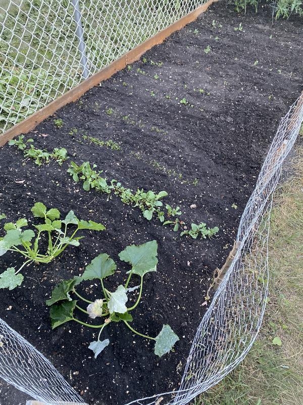 Photo - commentaire 7.