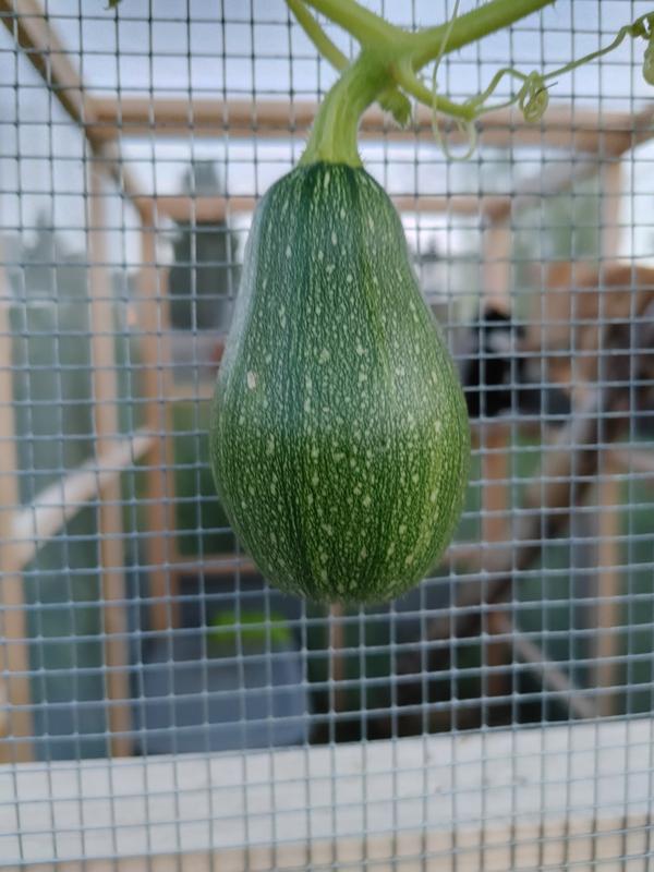 Photo - commentaire 7.