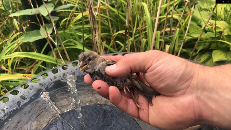 Luckily I was able to save that one after giving him water and letting him rest. Poor baby!