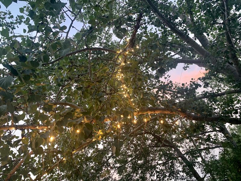 Noma twinkle lights wrapped around a strand of Edison bulbs.  Excellent combination