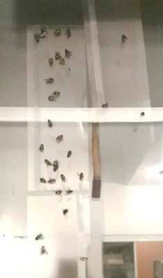 By the time I took these down they all had at least 20 flies on them