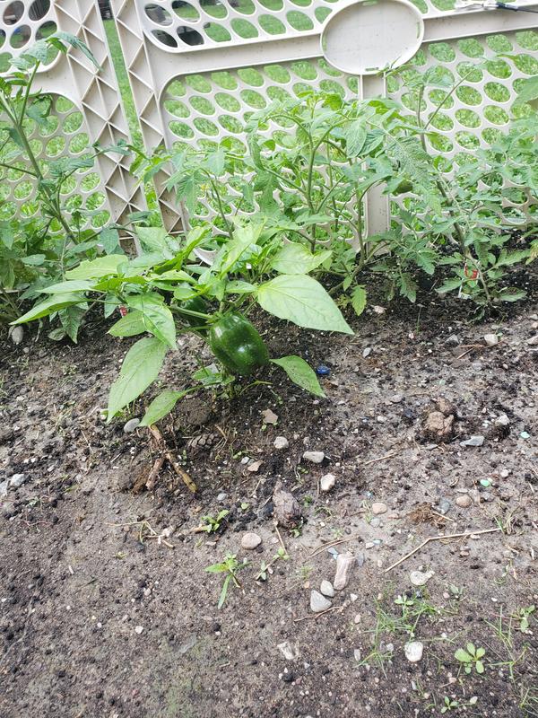 Photo - commentaire 3.