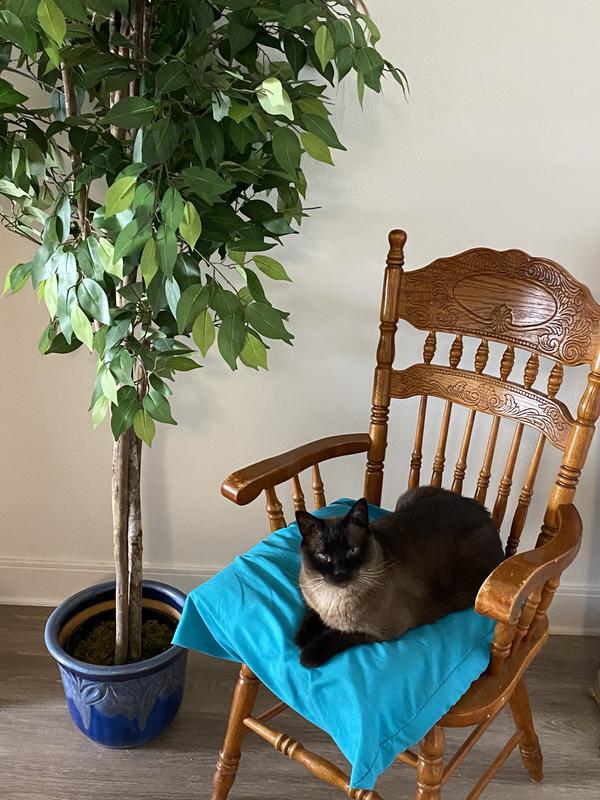Sam enjoying lying under the ‘tree’
