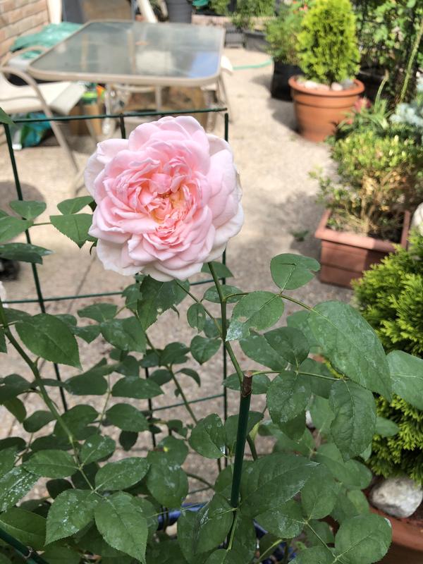 After spraying some white remnants, but no new black spots anymore